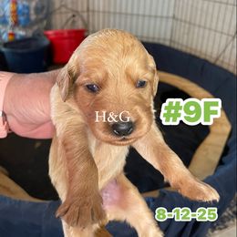 Number 9 girl - Dark golden female Golden Retriever puppy in Piedmont, Oklahoma from Sabrina's Golden Retrievers