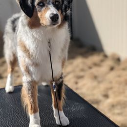 Miniature American Shepherd All Grown Up from Wx Kennels