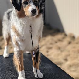Miniature American Shepherd All Grown Up from Wx Kennels