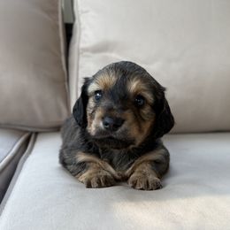 Girl 1 - Red female Dachshund puppy in Massies Mill, Virginia from Pigeon Hill Dachshunds