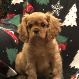 Cavalier King Charles Spaniels and Labrador Retrievers from Matilija