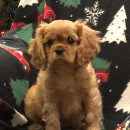 Cavalier King Charles Spaniels and Labrador Retrievers from Matilija