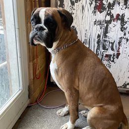 Cedar - Boxer