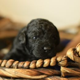 Australian Labradoodle Puppies from Tiny Treasures Australian Labradoodles