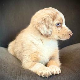 Zuma - Red merle female Miniature Australian Shepherd puppy in Lakeport, California from Akins Aussies/Wild Rose Ranch