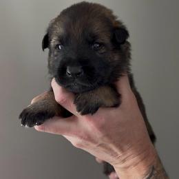 Olive Drab Male - Sable male German Shepherd puppy in Saratoga Springs, Utah from Vom Stille Teufelshunde Kennels