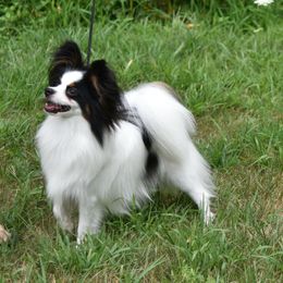 Papillon Puppies from Deanna's Papillons