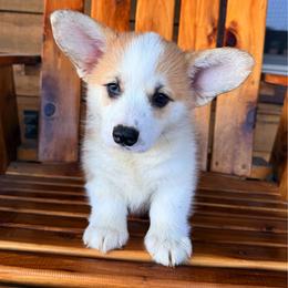 Clifford - Sable male Pembroke Welsh Corgi puppy in El Dorado Springs, Missouri from Trixie Dixie