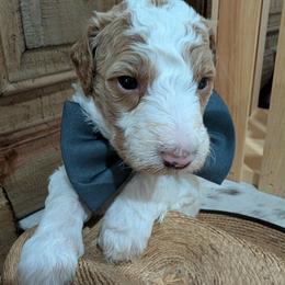Stetson - Parti male Goldendoodle puppy in Juliette, Georgia from Megan's Goldendoodles