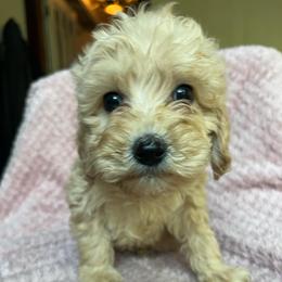 Cleo - Cream female Goldendoodle puppy in Lowville, New York from Adirondack Labradoodles