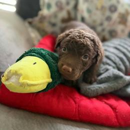 Red Girl - Brown female Chesapeake Bay Retriever puppy in Riverview, Florida from Breezeswept Kennel