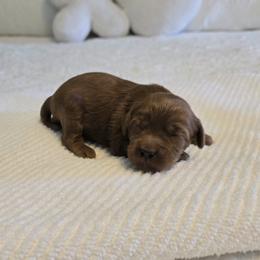 Chase - Red male Cavapoo puppy in Floyd, Virginia from Hearts and Paws Poodles and Doodles
