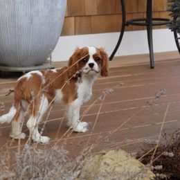 Cavalier King Charles Spaniel Puppies from Blueberry Hill Cavaliers