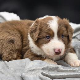 Australian Shepherd, Border Collie, Miniature American Shepherd, Miniature Australian Shepherd, and Toy Australian Shepherd Puppies from Aloe Aussies