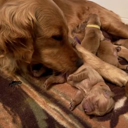 Black - Dark golden male Golden Retriever puppy in Lebanon, Oregon from Dark Goldens on Hilltop
