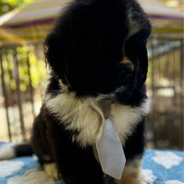 Baby Gray - Black male Newfoundland puppy in Marysville, Washington from Black Lions Newfoundlands