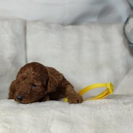 Boy 5 - male Poodle puppy in Westfield, North Carolina from Legacy Pets