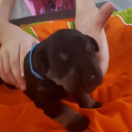 Boy 1 - Black and silver male Miniature Schnauzer puppy in Fresno, California from Findell Kennel, LLC