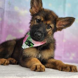 German Shepherd Puppies from Raven Oak's Shepherds