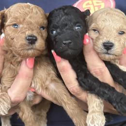 Border Collie and Poodle Puppies from Ross Vegas Kennels