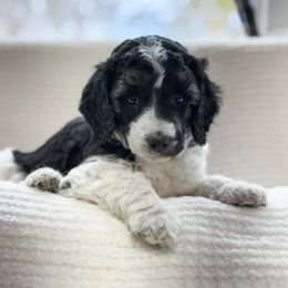 Yoda - Parti male Poodle puppy in Berthoud, Colorado from Yellow Dog Farm