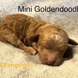 Orange collar girl - Red  female Goldendoodle puppy in Vian, Oklahoma from Dog Days Doodles