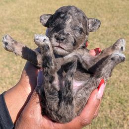 Max - Merle male Goldendoodle puppy in Forney, Texas from Cityline Goldendoodles