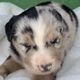 Winston - Blue merle male Miniature Australian Shepherd puppy in Godley, Texas from Nana and Paws Aussies
