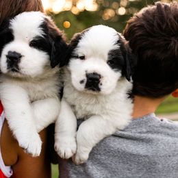 Saint Bernard Puppies from Minnie's Majestic Saints