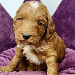 Blue Male - Apricot male Goldendoodle puppy in Great Falls, Montana from Montana Goldendoodles