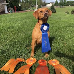 Sophie - Labrador Retriever