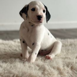 Fidget - White and black male Dalmatian puppy in Mount Vernon, Washington from Pawsitively Spotted