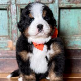 Orange collar - Black rust and white male Bernese Mountain Dog puppy in Altura, Minnesota from Bluffside Berners