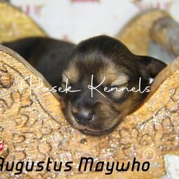 Dachshund Puppies from Pasek Kennels