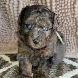 Iris - Blue Merle Color - Merle female Goldendoodle puppy in Beecher, Illinois from Erica’s Doodles