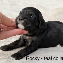 Rocky - teal collar - Tri-color male Cavapoo puppy in Colorado Springs, Colorado from Shining Star Doodles