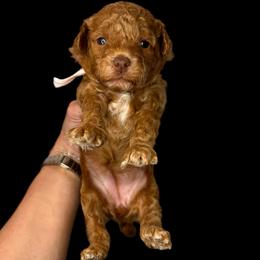 Patty (pink) - Red  female Goldendoodle puppy in Hot Springs, Arkansas from Hot Springs Kennels
