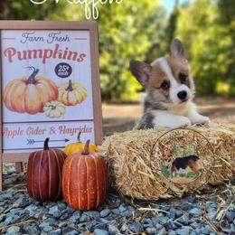 Muffin - Red female Pembroke Welsh Corgi puppy in Cameron, North Carolina from Butts Family Corgis