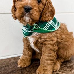 Cavapoo Puppies from Ruby's Cavapoos
