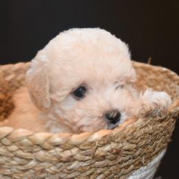 Ivory (AKC) - White female Poodle puppy in Rainbow City, Alabama from Misioh Poodles