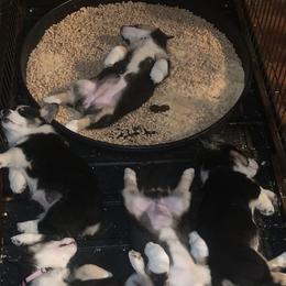 Pembroke Welsh Corgi Puppies from Trails End Corgis