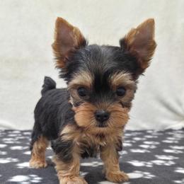 Bowie - Black and tan male Yorkshire Terrier puppy in Monticello, Iowa from Ashley’s Puppies