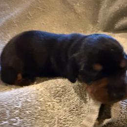 Boy 2 - Black and tan male Dachshund puppy in Paisley, Florida from Pantheon Dachshunds