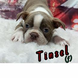 Tinsel - Lilac female Boston Terrier puppy in Charleroi, Pennsylvania from KC’s Boxers