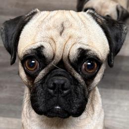 Tessa - Pug