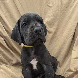 Yellow Collar Male - Black male Great Dane puppy in Newport, Washington from Lakefront Danes
