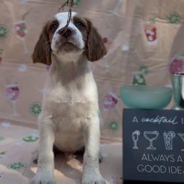 Spritz - White and orange male Brittany puppy in Downers Grove, Illinois from Attitude Brittanys