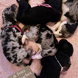 Bernedoodle puppies from Bella Ridge Farms & Dapper Doodles