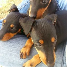 Manchester Terrier Puppies from Levendi