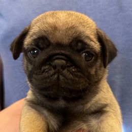 Jeffrey - Fawn male Pug puppy in Hemet, California from Greek God Pugs